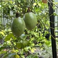 Passionfruit growing in the garden