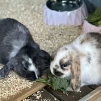 Two rabbits sharing a snack
