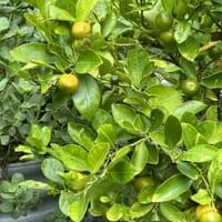 Citrus tree in the Fern Gully garden