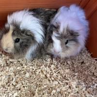Guinea pigs at Fern Gully