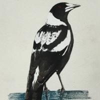 Magpie $100 unframed