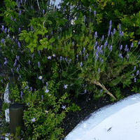 filitototo - lavandas