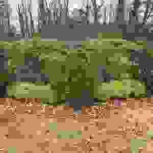 broken image