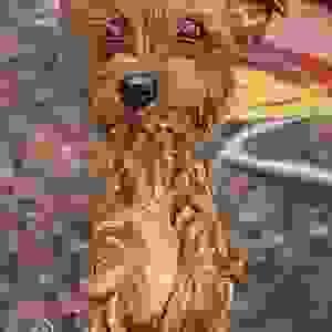 Digital Dog Caricature