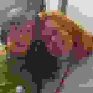 broken image