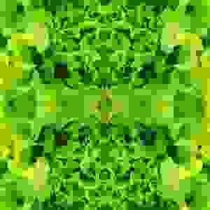 Alface
