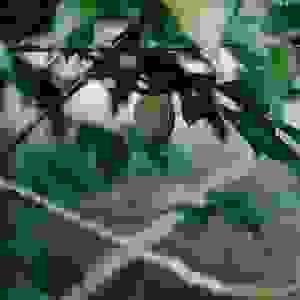 broken image