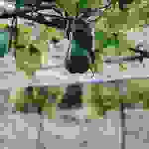 broken image