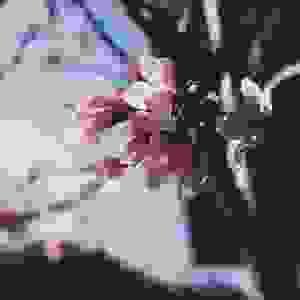 broken image