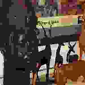 broken image