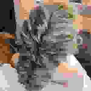 broken image