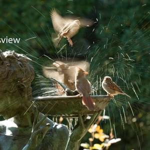 Bird bath 1