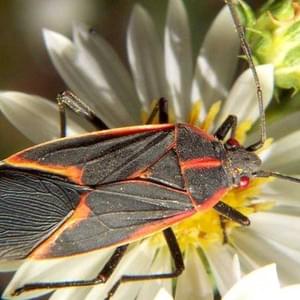 Boxelder Bugs