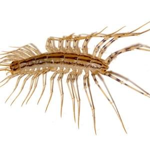 Centipedes and Millipedes