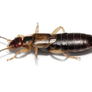 Earwigs