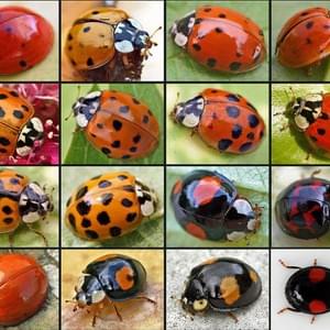 Multicolored Asian Lady Beetles