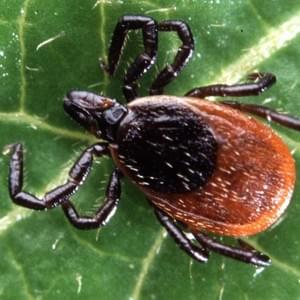 Ticks
