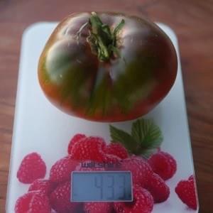 Weighing Cherokee Purple