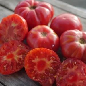 Oaxacan Heirloom Tomatoes