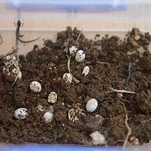 Young Native Skinks