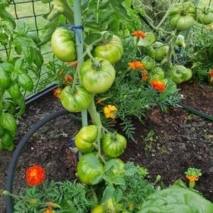 Potted Heirloom Beefsteak