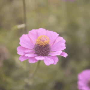 Pink Zinnia
