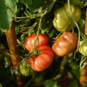 Oaxacan Mexican Tomato
