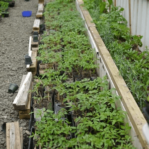 Tomato Love Heirloom Seedlings