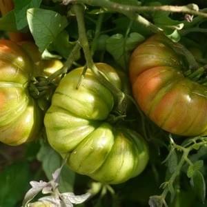 Oaxacan Mexican Tomato