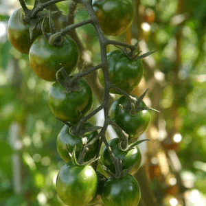 Heirloom Chocolate Cherry