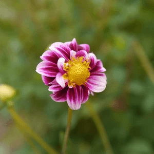 Dahlia Flower 