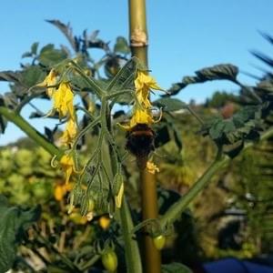 Bumblebee Pollinating