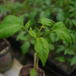 Love Tomato Pink Brandywine Seedling