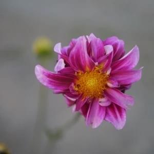 Dahlia Bumble Snuggle