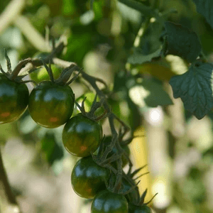 Chocolate Cherry Heirloom 