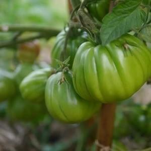 Zapotec Heirloom Beefsteak Tomato