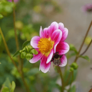 Dahlia Flower Monarch's Heart