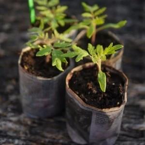 Tomato Love Seedlings