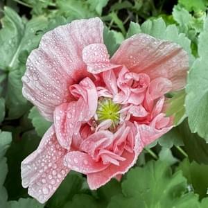 Poppies from a friend