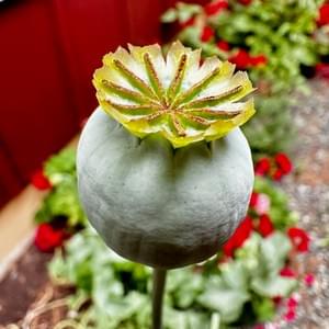 Poppy pods