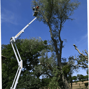 large willow reduction