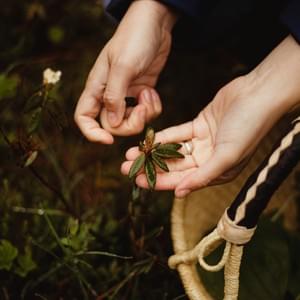 Labrador Tea
