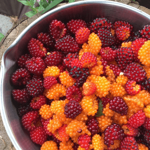 Salmonberries