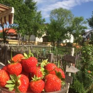 Erdbeeren, frisch aus dem Garten