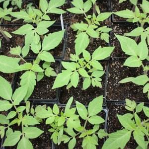 Bio Jungpflanzen Verkauf