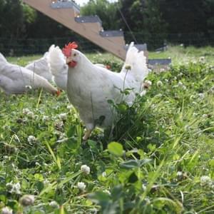 Weidehaltung Biohühner