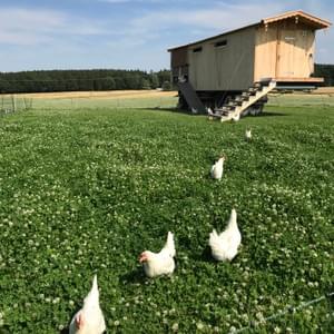 Mobiler Hühnerstall