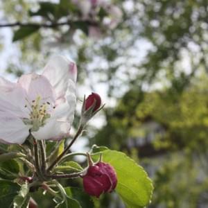 Apfelblüte