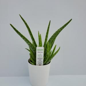 Deco Succulent Program