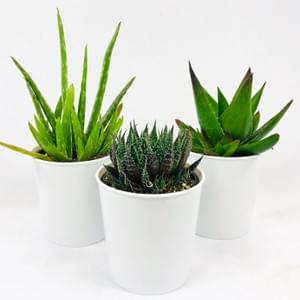 Deco Succulent Program